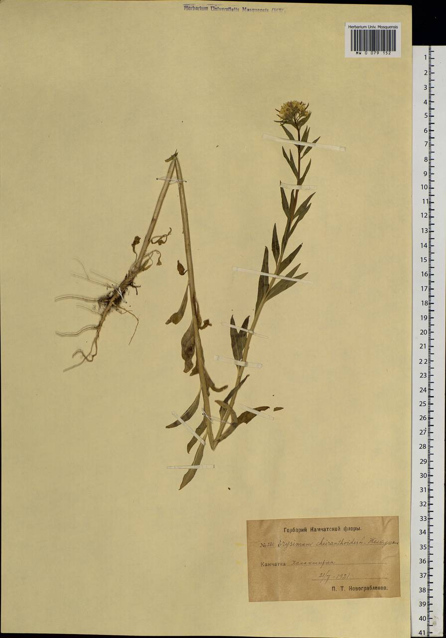 Erysimum cheiranthoides L., Siberia, Chukotka & Kamchatka (S7) (Russia)