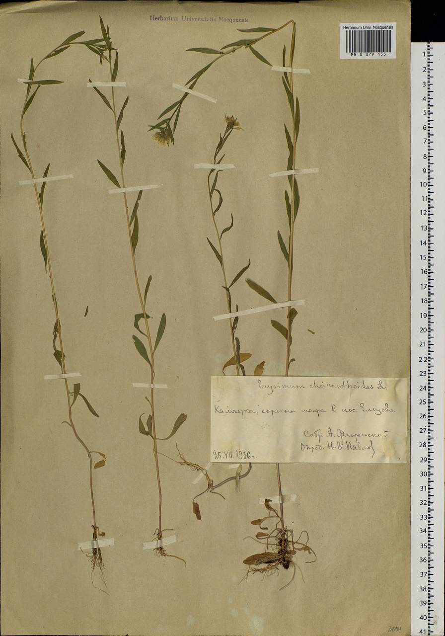 Erysimum cheiranthoides L., Siberia, Chukotka & Kamchatka (S7) (Russia)