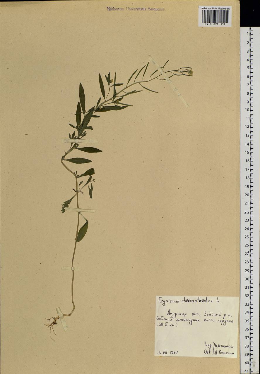 Erysimum cheiranthoides L., Siberia, Russian Far East (S6) (Russia)