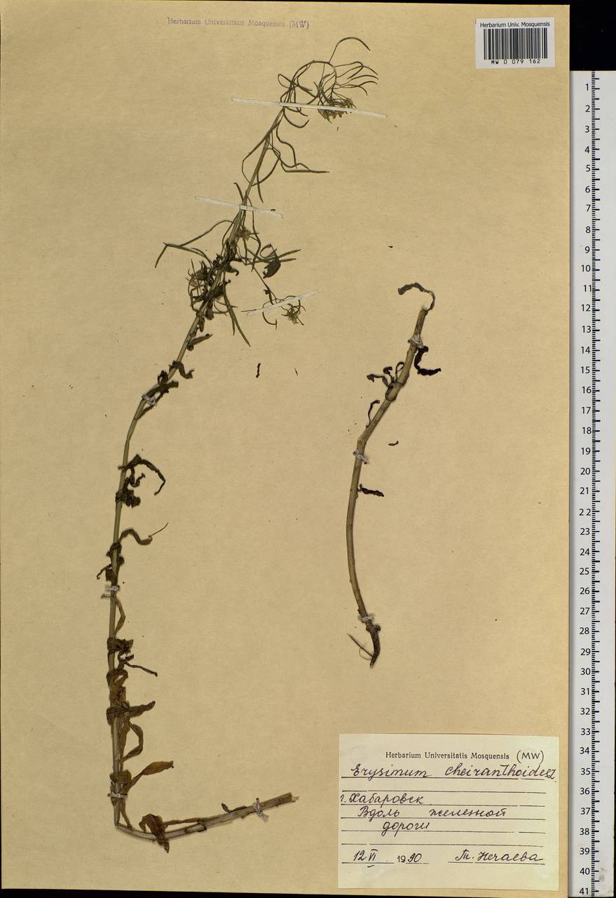 Erysimum cheiranthoides L., Siberia, Russian Far East (S6) (Russia)