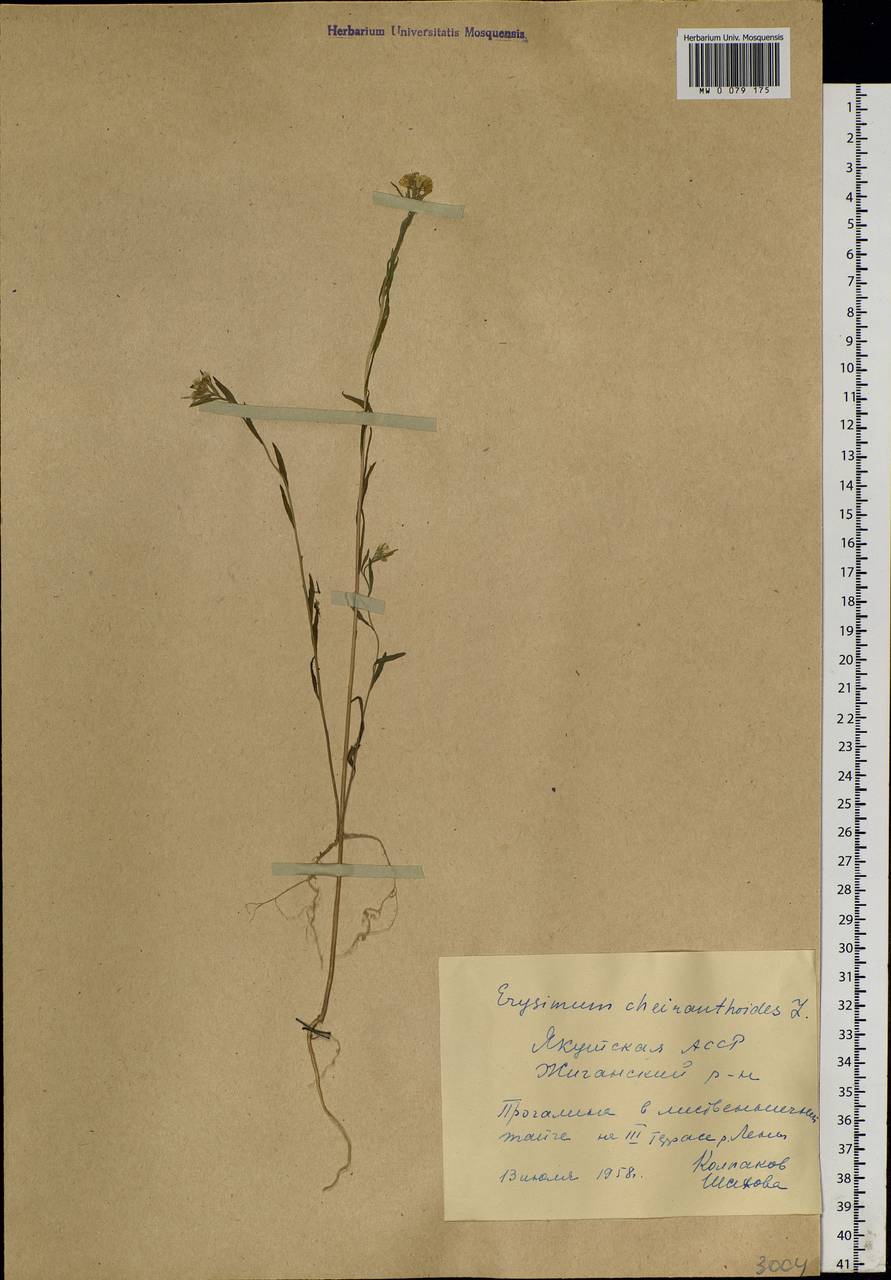 Erysimum cheiranthoides L., Siberia, Yakutia (S5) (Russia)