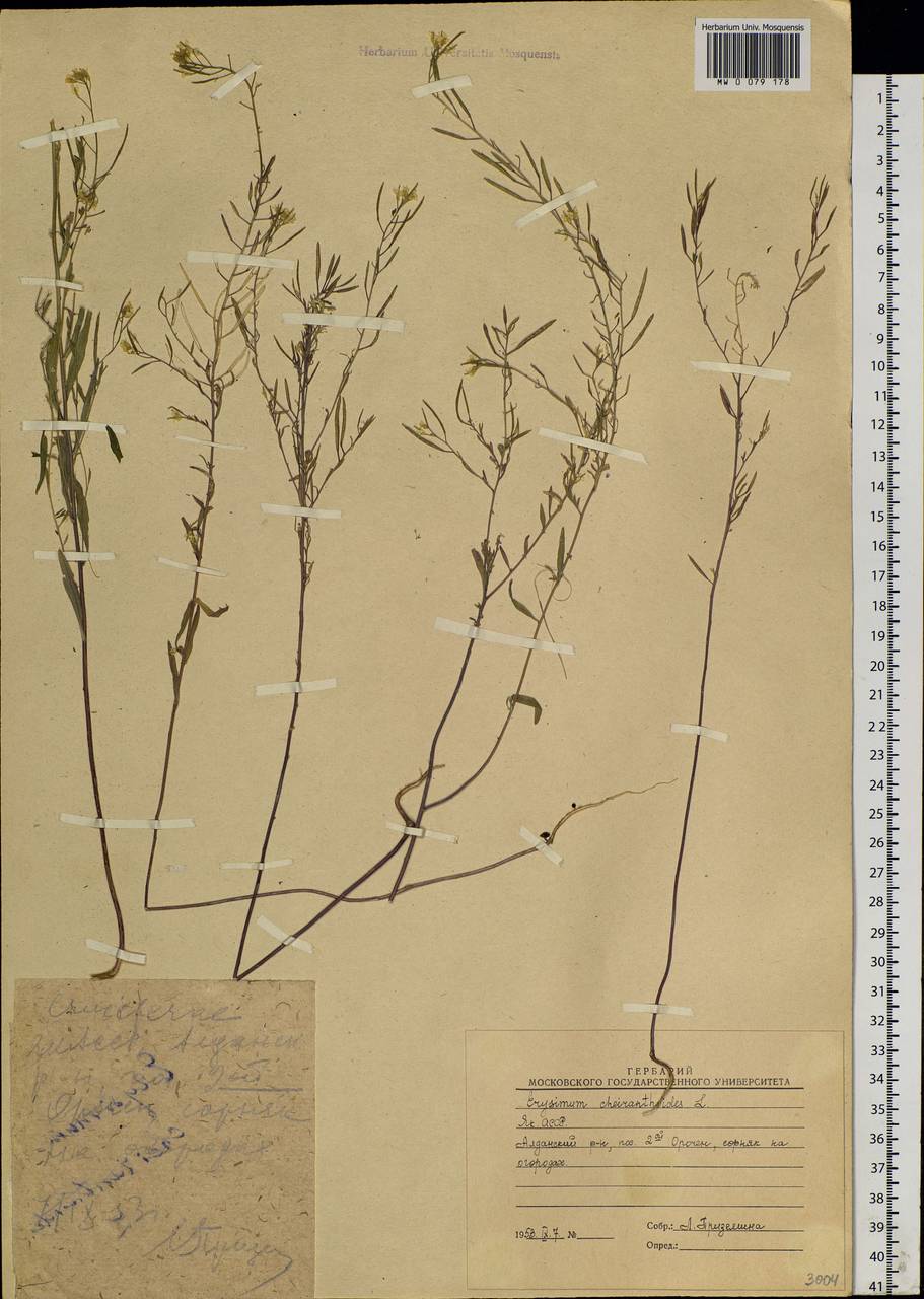 Erysimum cheiranthoides L., Siberia, Yakutia (S5) (Russia)