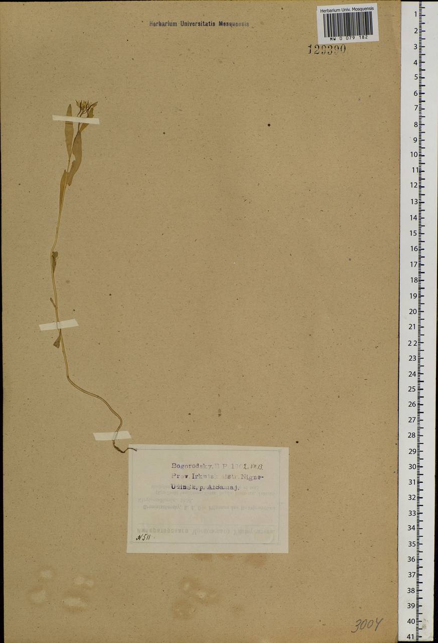 Erysimum cheiranthoides L., Siberia, Baikal & Transbaikal region (S4) (Russia)