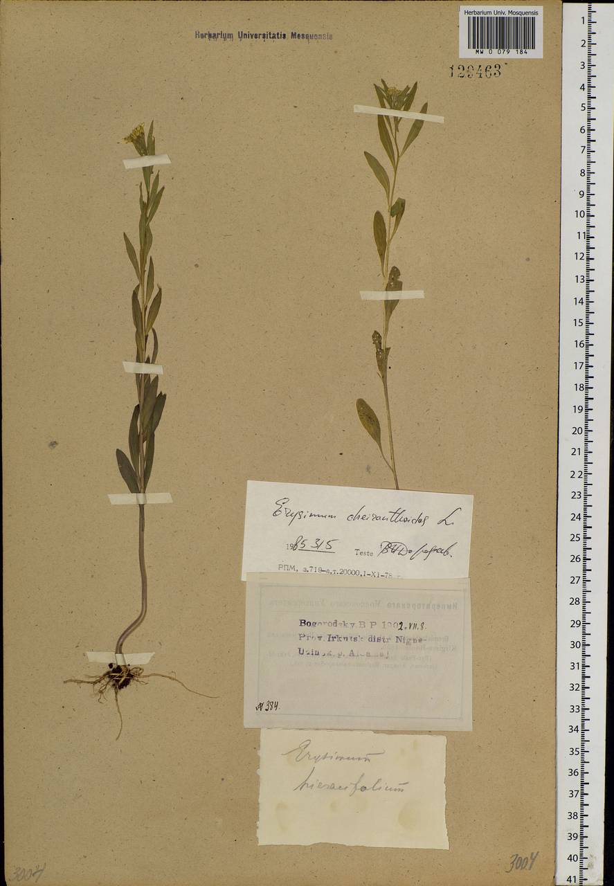 Erysimum cheiranthoides L., Siberia, Baikal & Transbaikal region (S4) (Russia)