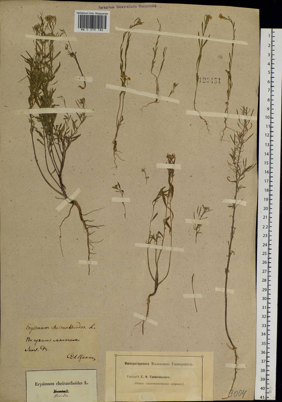 Erysimum cheiranthoides L., Siberia, Baikal & Transbaikal region (S4) (Russia)