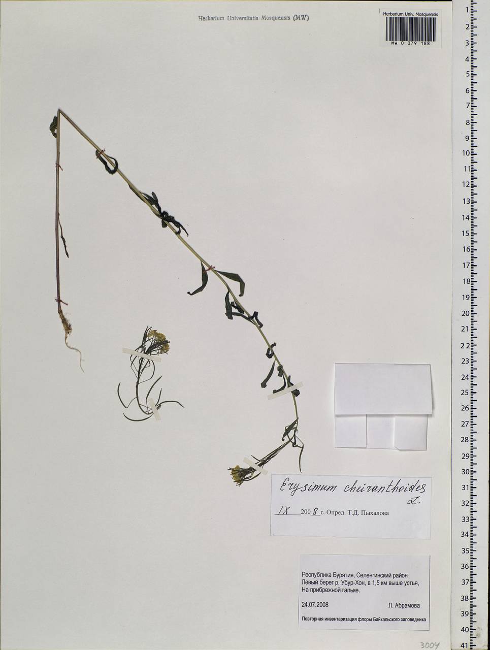 Erysimum cheiranthoides L., Siberia, Baikal & Transbaikal region (S4) (Russia)