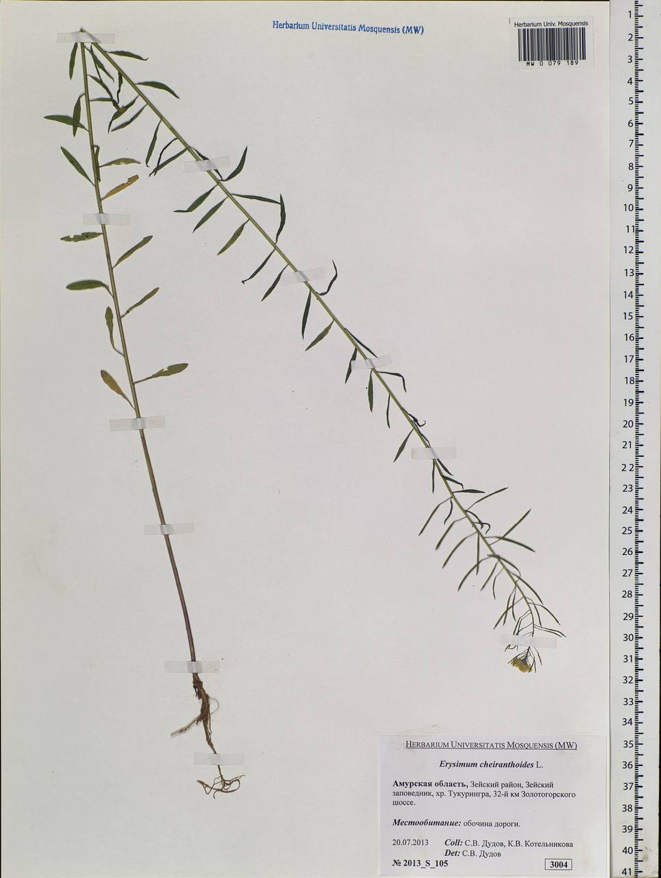 Erysimum cheiranthoides L., Siberia, Russian Far East (S6) (Russia)