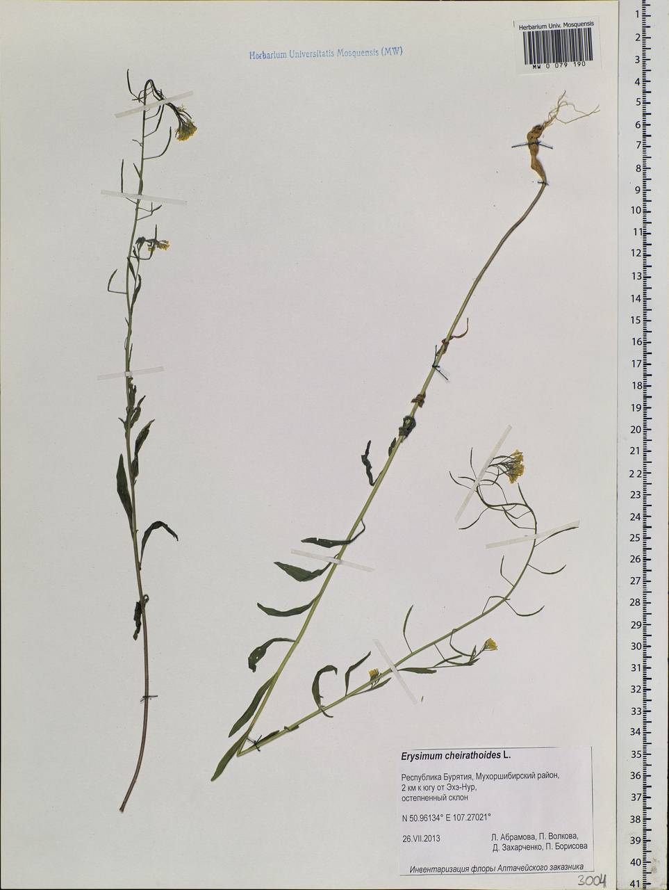 Erysimum cheiranthoides L., Siberia, Baikal & Transbaikal region (S4) (Russia)