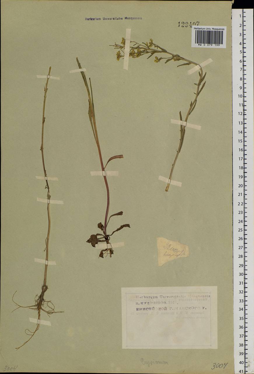 Erysimum cheiranthoides L., Siberia, Central Siberia (S3) (Russia)