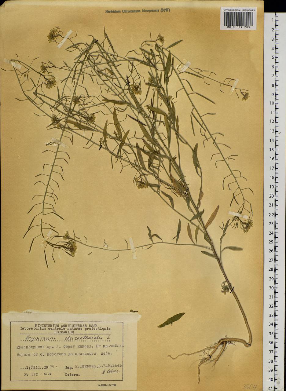 Erysimum cheiranthoides L., Siberia, Central Siberia (S3) (Russia)