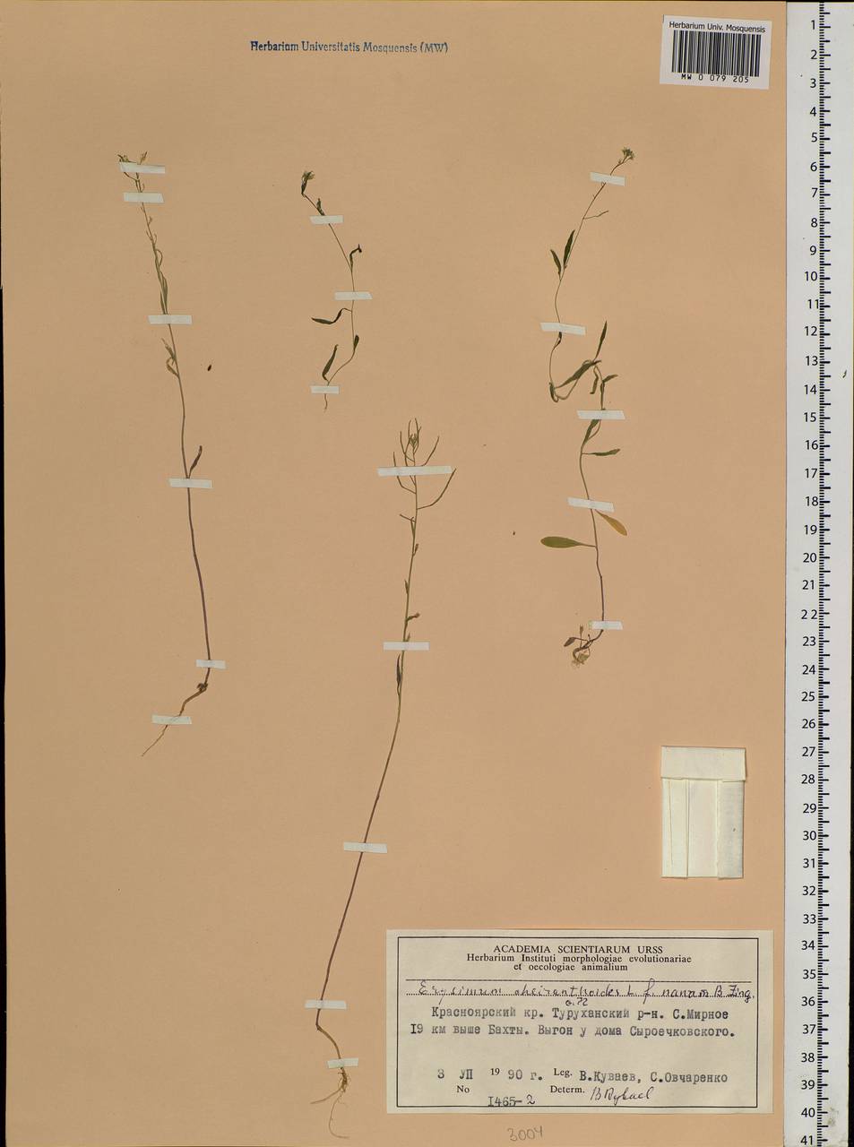 Erysimum cheiranthoides L., Siberia, Central Siberia (S3) (Russia)
