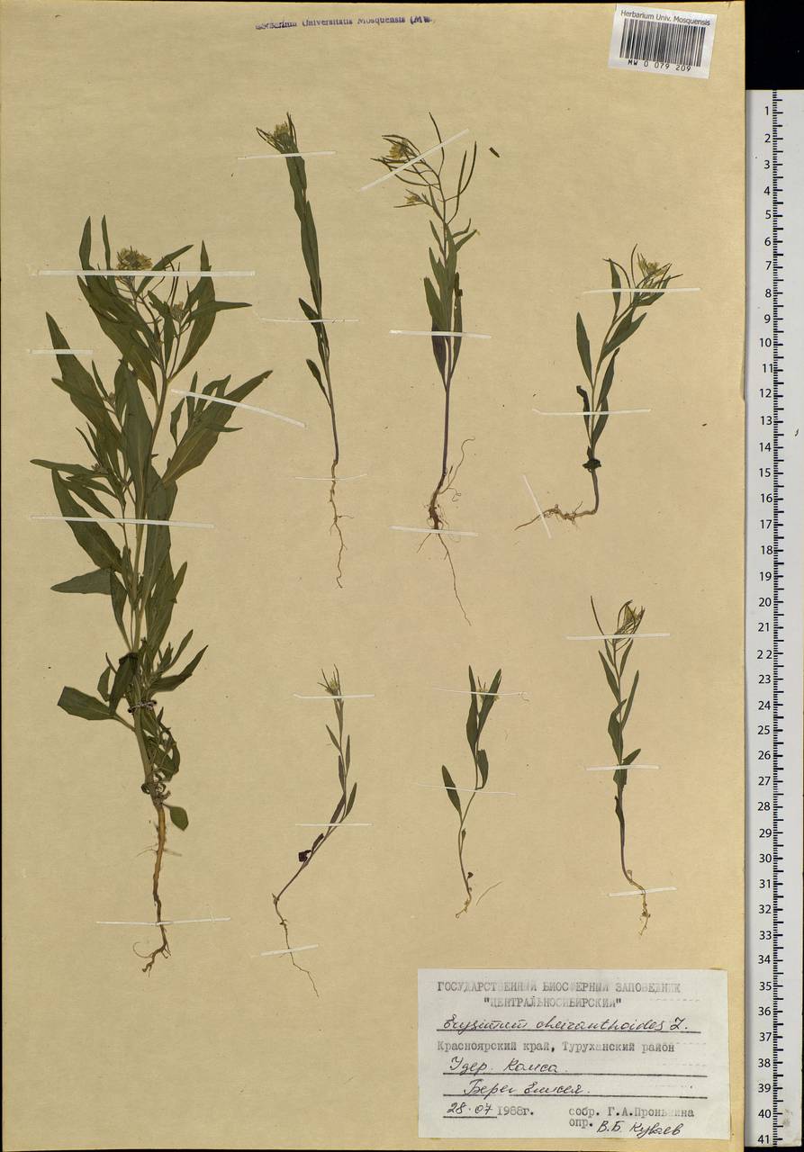 Erysimum cheiranthoides L., Siberia, Central Siberia (S3) (Russia)