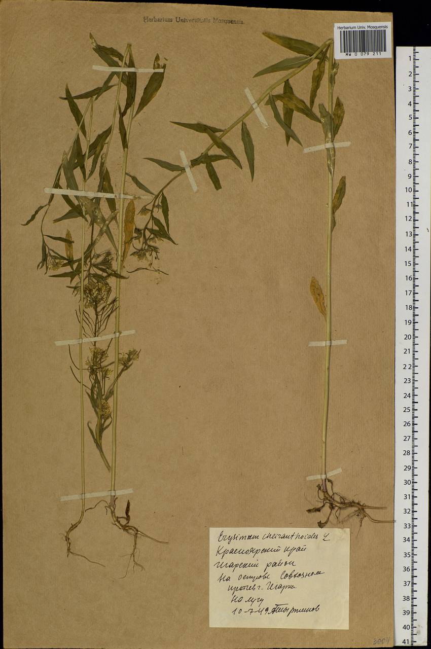 Erysimum cheiranthoides L., Siberia, Central Siberia (S3) (Russia)