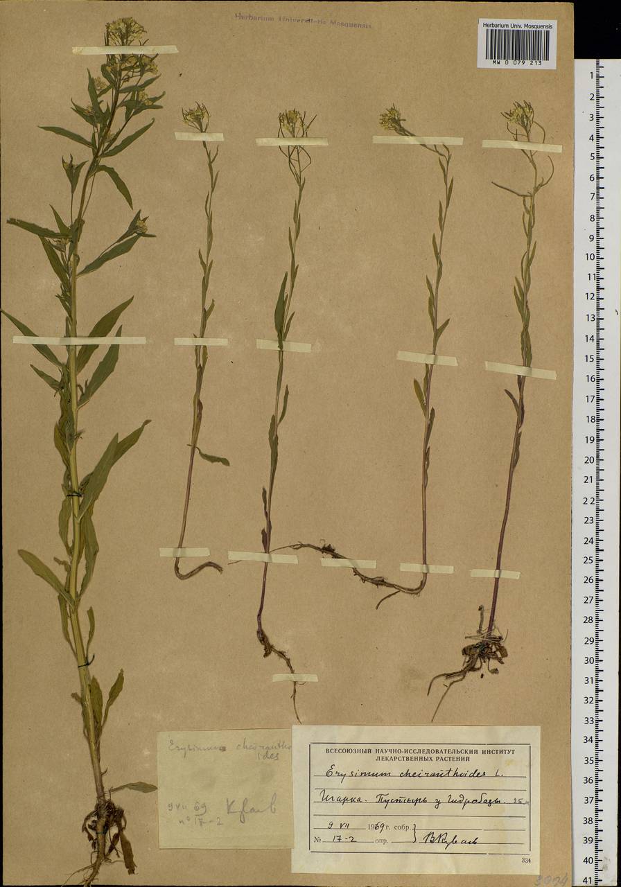 Erysimum cheiranthoides L., Siberia, Central Siberia (S3) (Russia)