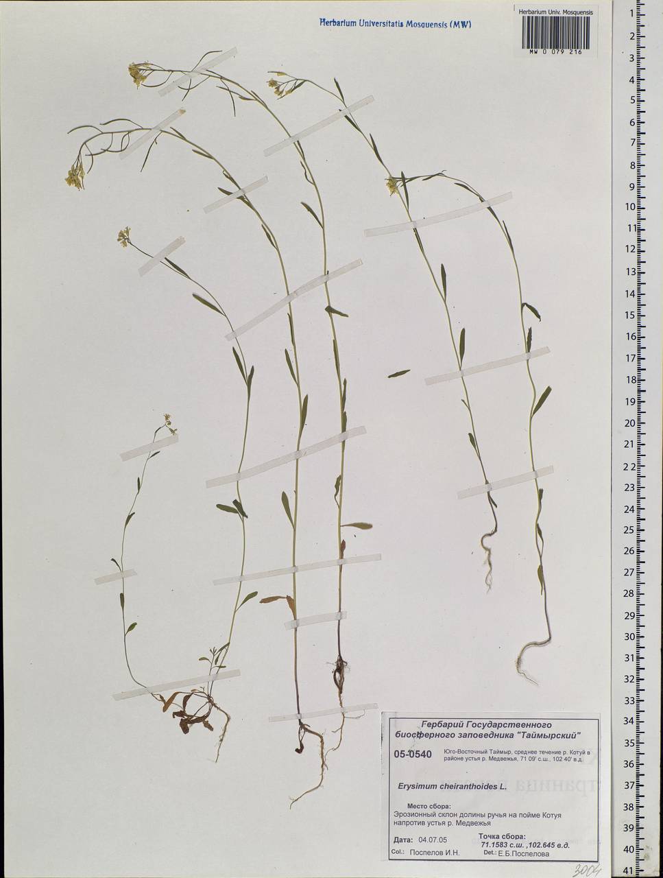 Erysimum cheiranthoides L., Siberia, Central Siberia (S3) (Russia)