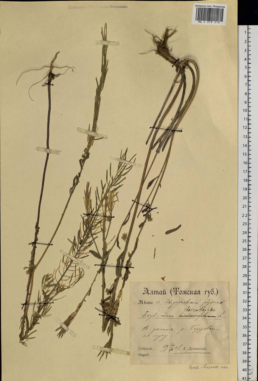 Erysimum cheiranthoides L., Siberia, Western (Kazakhstan) Altai Mountains (S2a) (Kazakhstan)