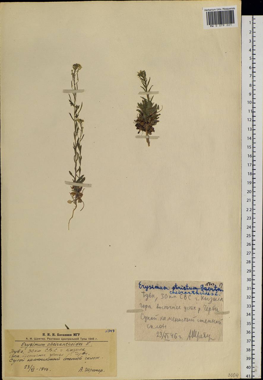 Erysimum cheiranthoides L., Siberia, Altai & Sayany Mountains (S2) (Russia)