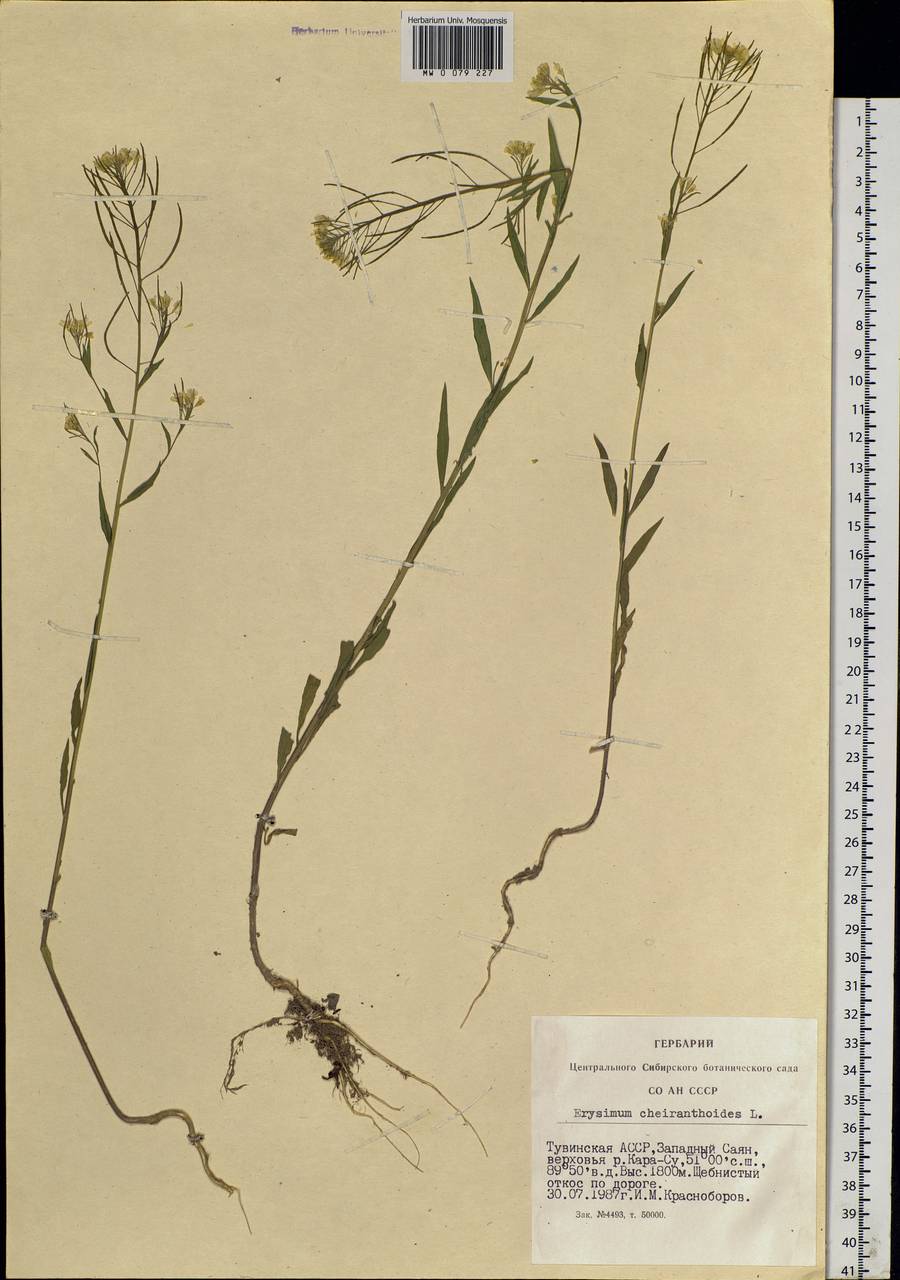 Erysimum cheiranthoides L., Siberia, Altai & Sayany Mountains (S2) (Russia)