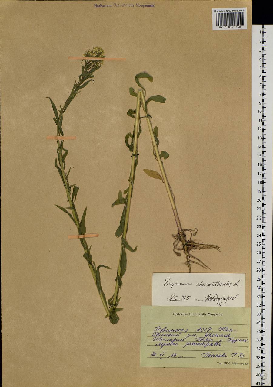 Erysimum cheiranthoides L., Siberia, Altai & Sayany Mountains (S2) (Russia)