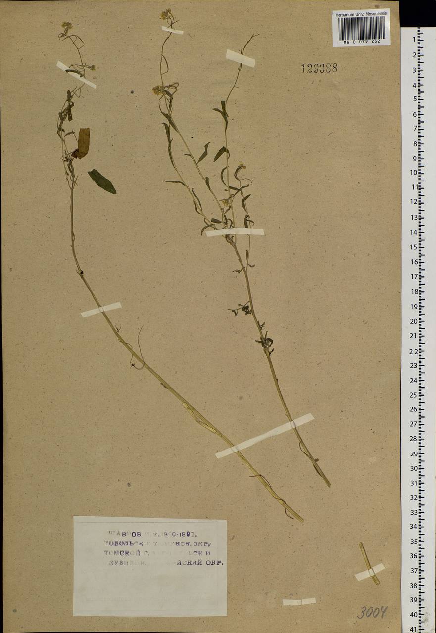 Erysimum cheiranthoides L., Siberia (no precise locality) (S0) (Russia)