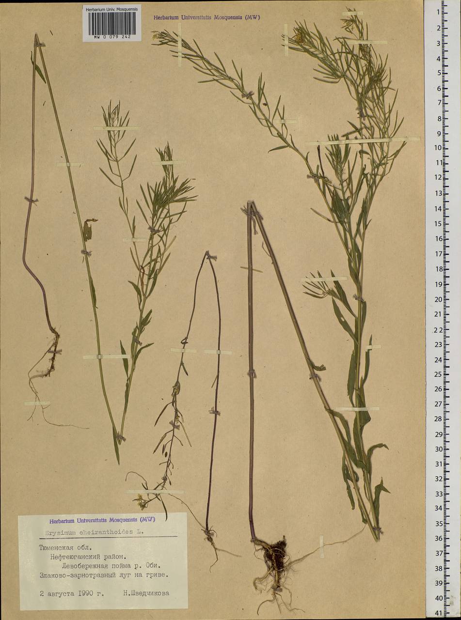 Erysimum cheiranthoides L., Siberia, Western Siberia (S1) (Russia)