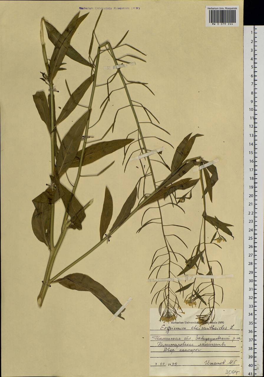 Erysimum cheiranthoides L., Siberia, Western Siberia (S1) (Russia)