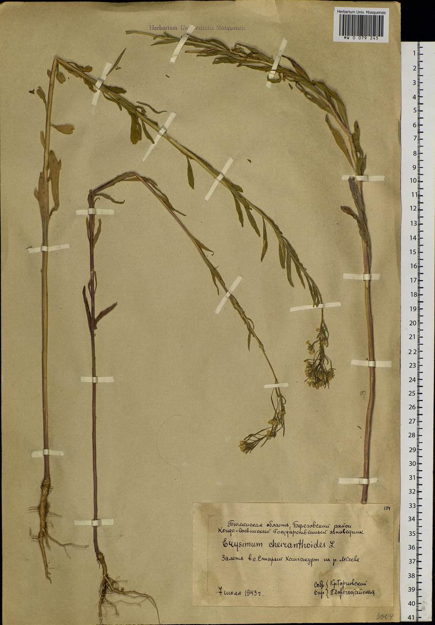 Erysimum cheiranthoides L., Siberia, Western Siberia (S1) (Russia)