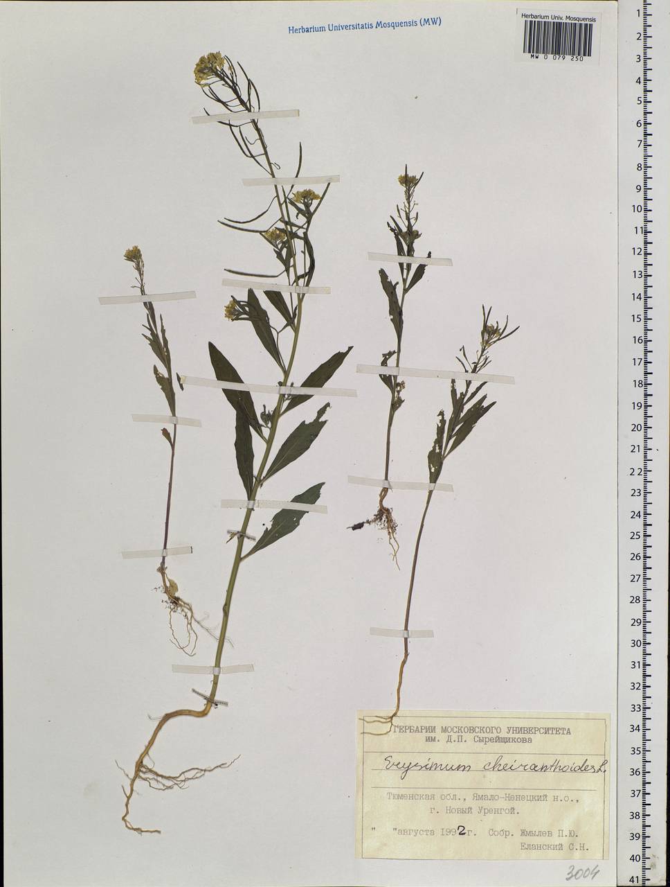 Erysimum cheiranthoides L., Siberia, Western Siberia (S1) (Russia)