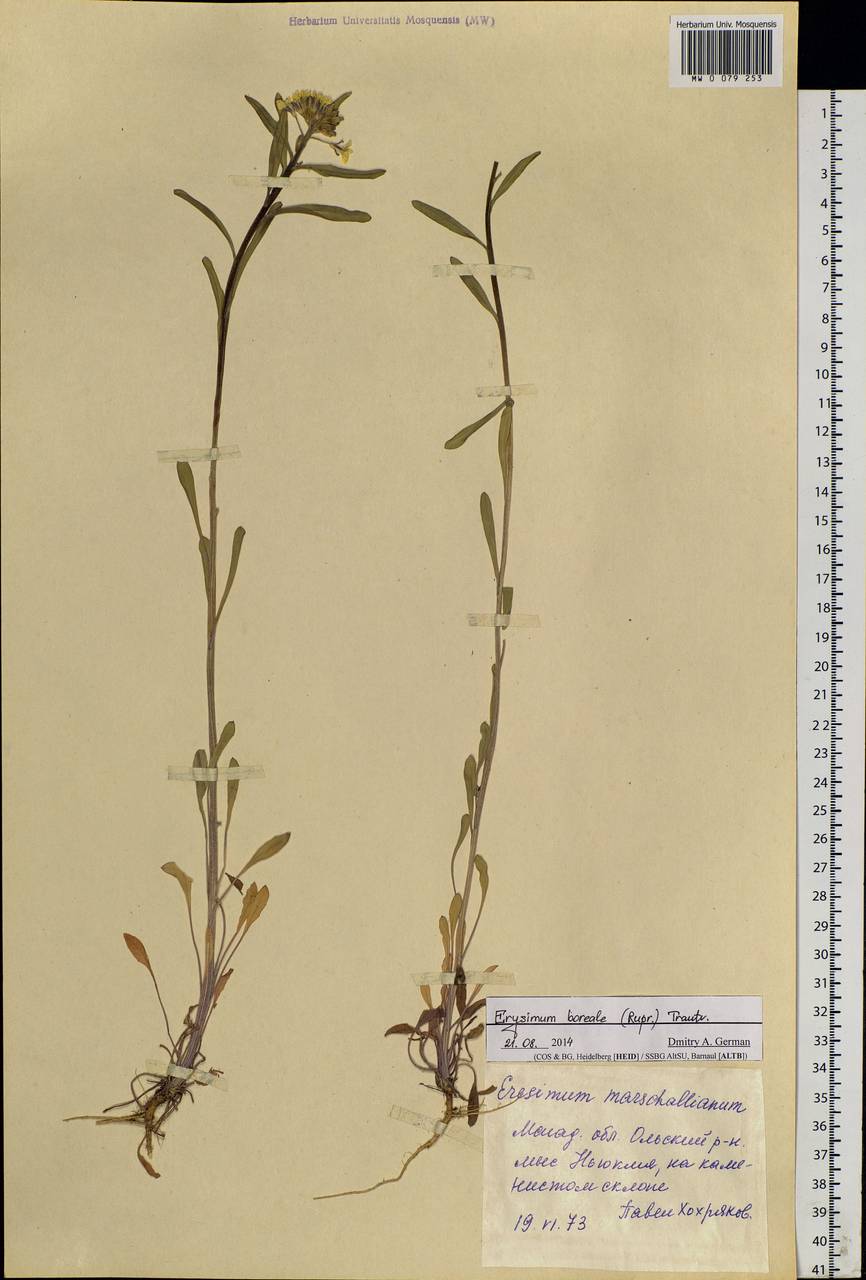 Erysimum boreale (C. A. Mey. ex Rupr.) Trautv., Siberia, Chukotka & Kamchatka (S7) (Russia)