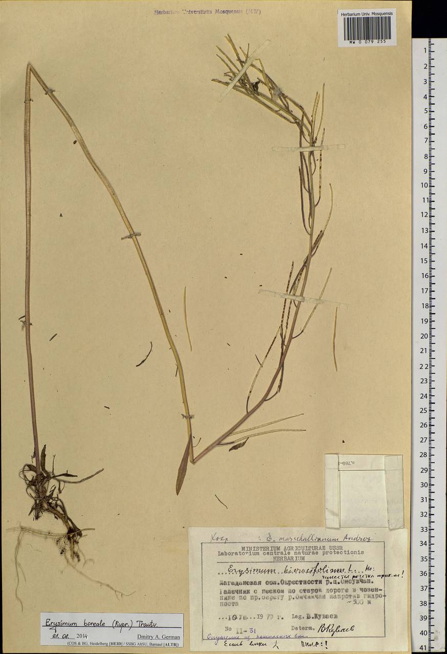 Erysimum boreale (C.A.Mey. ex Rupr.) Trautv., Siberia, Chukotka & Kamchatka (S7) (Russia)