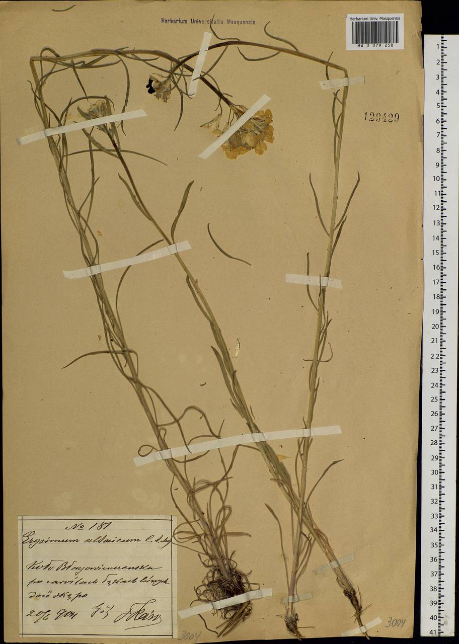 Erysimum perofskianum Fisch. & C. A. Mey., Siberia, Russian Far East (S6) (Russia)