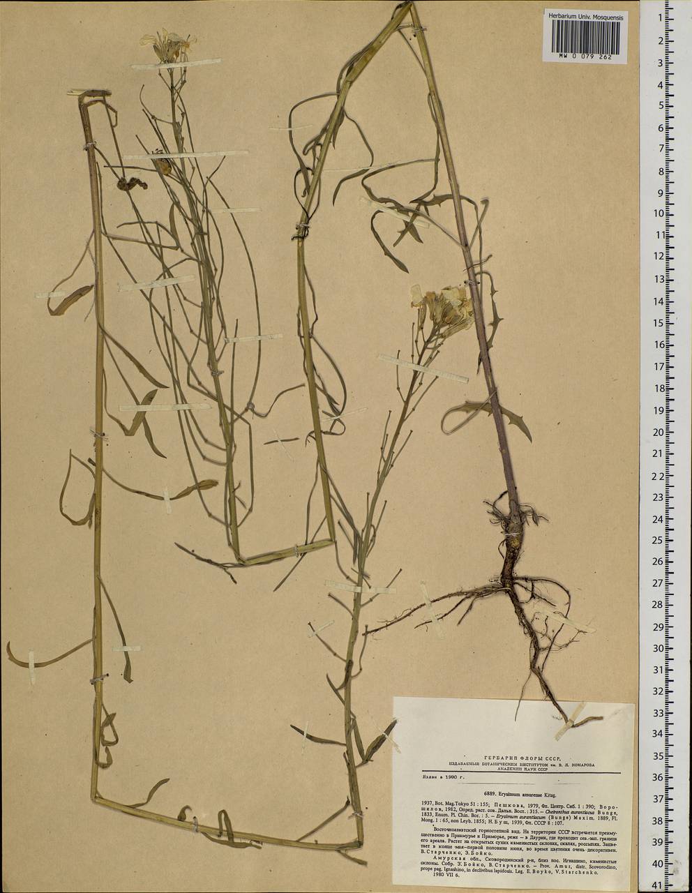 Erysimum perofskianum Fisch. & C. A. Mey., Siberia, Russian Far East (S6) (Russia)