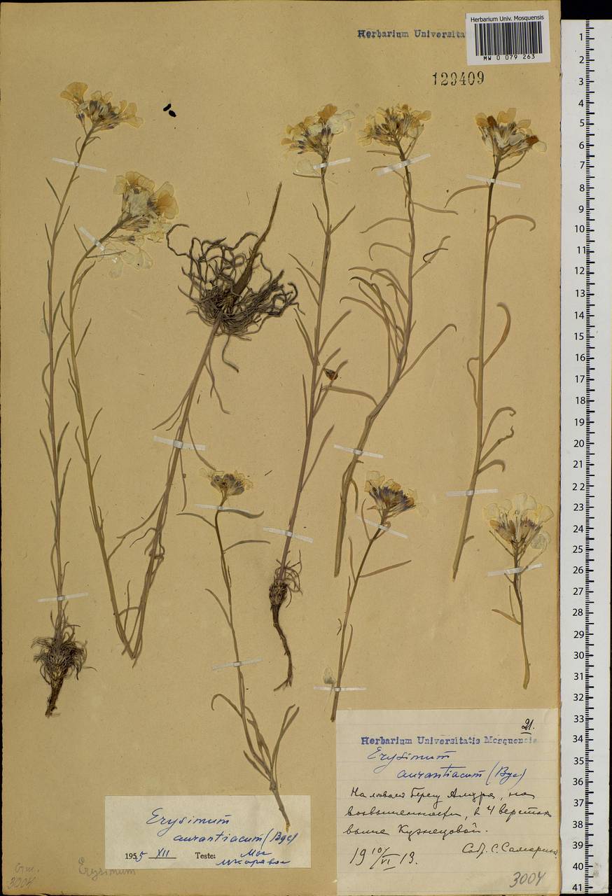 Erysimum perofskianum Fisch. & C. A. Mey., Siberia, Russian Far East (S6) (Russia)