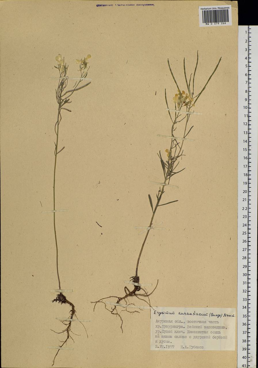 Erysimum perofskianum Fisch. & C. A. Mey., Siberia, Russian Far East (S6) (Russia)