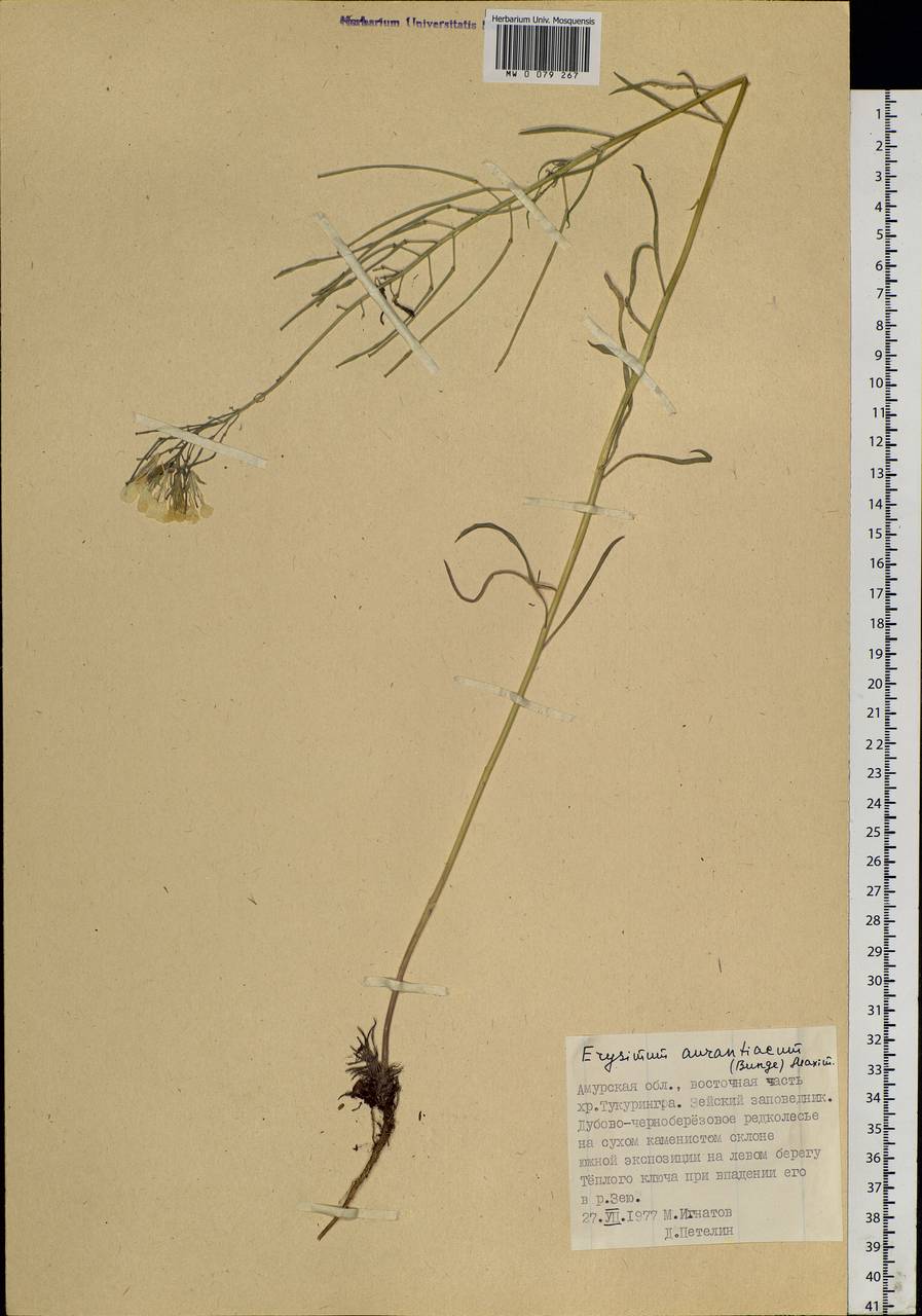 Erysimum perofskianum Fisch. & C. A. Mey., Siberia, Russian Far East (S6) (Russia)