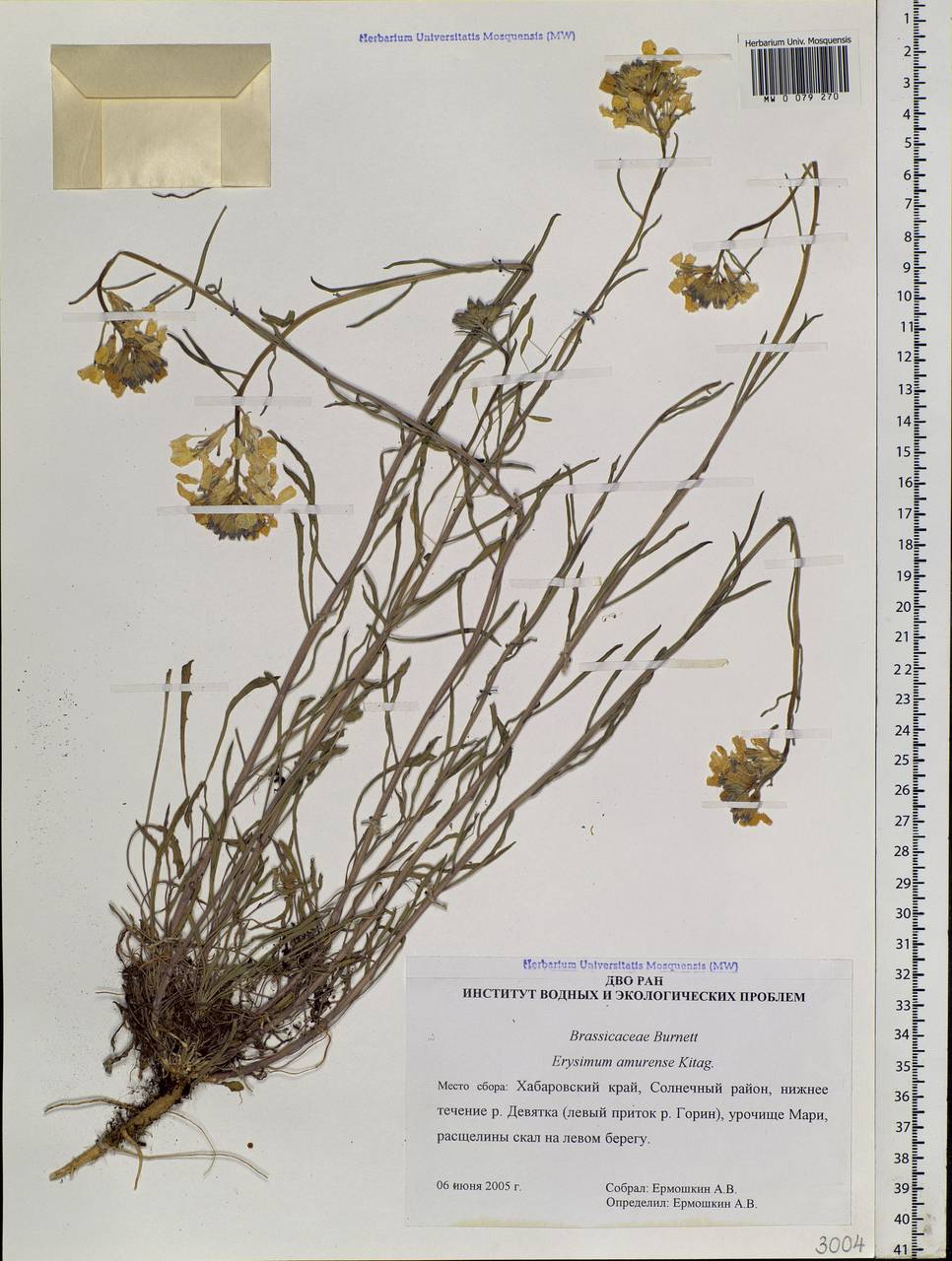 Erysimum perofskianum Fisch. & C. A. Mey., Siberia, Russian Far East (S6) (Russia)