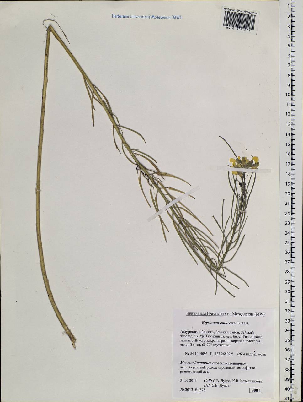 Erysimum perofskianum Fisch. & C. A. Mey., Siberia, Russian Far East (S6) (Russia)