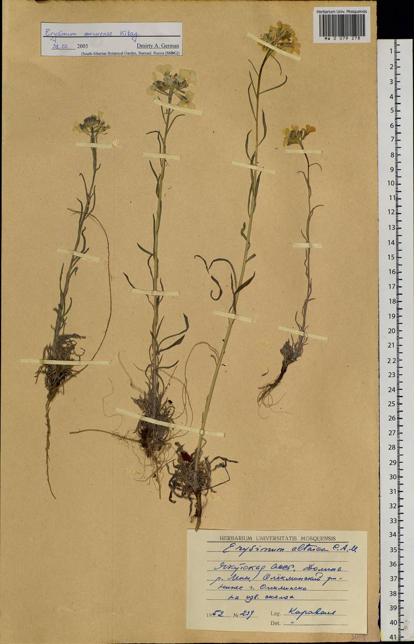 Erysimum flavum subsp. altaicum (C.A. Mey.) Polozhij, Siberia, Yakutia (S5) (Russia)