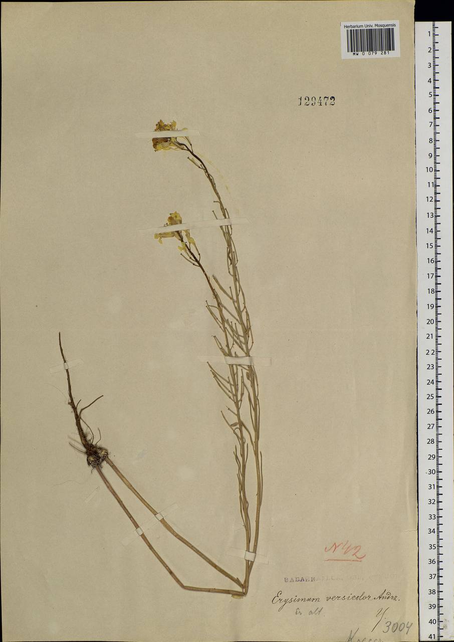 Erysimum altaicum C. A. Mey., Siberia, Baikal & Transbaikal region (S4) (Russia)