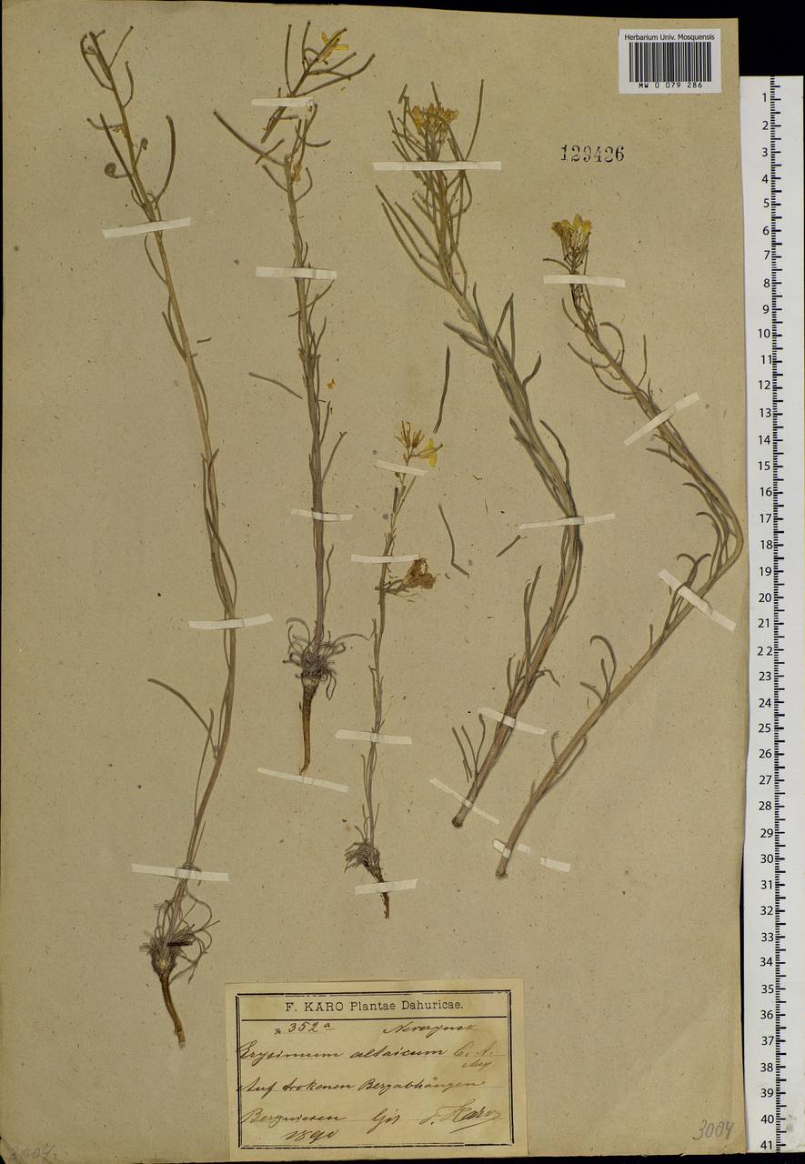Erysimum flavum subsp. altaicum (C.A. Mey.) Polozhij, Siberia, Baikal & Transbaikal region (S4) (Russia)