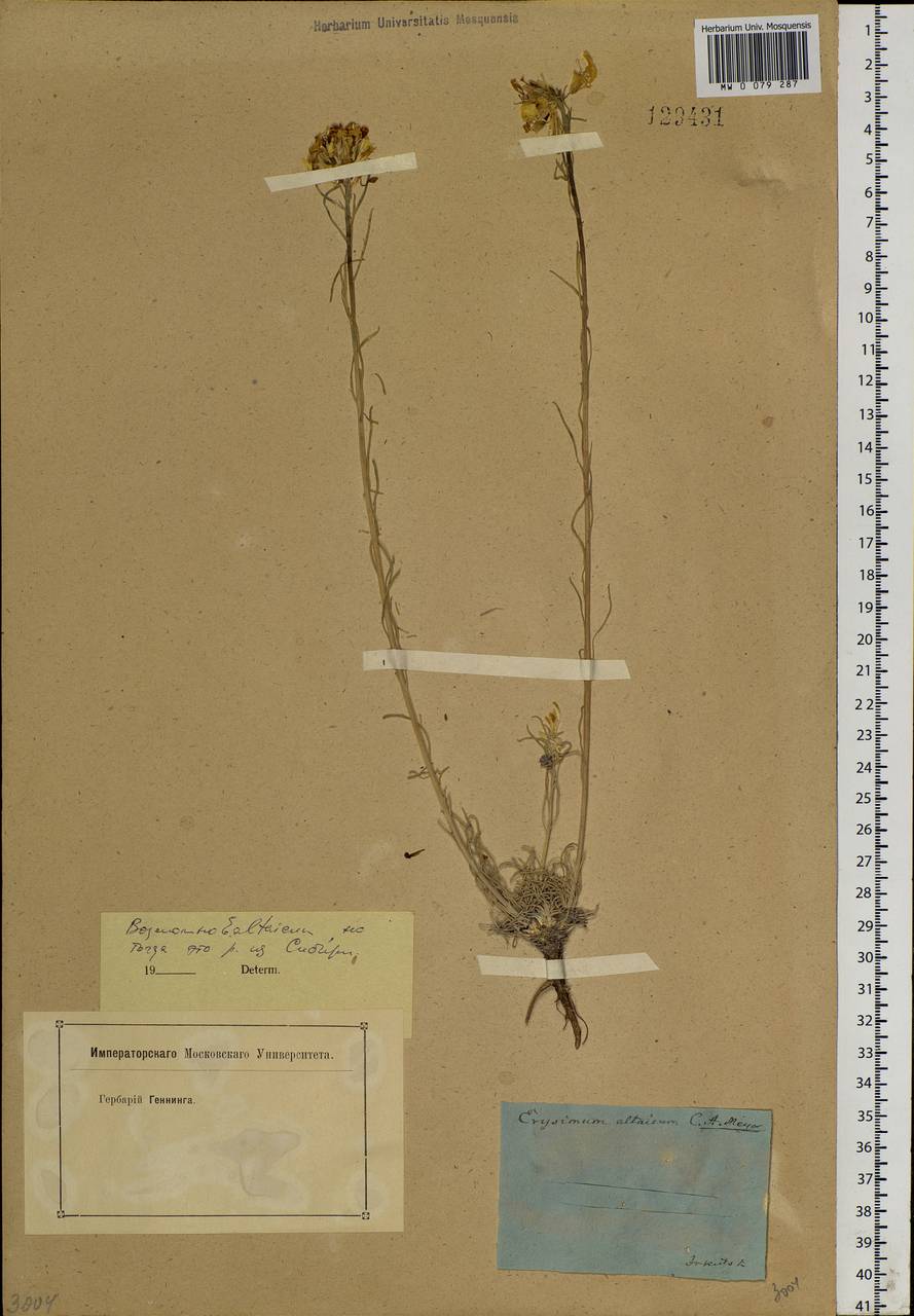 Erysimum altaicum C. A. Mey., Siberia, Baikal & Transbaikal region (S4) (Russia)