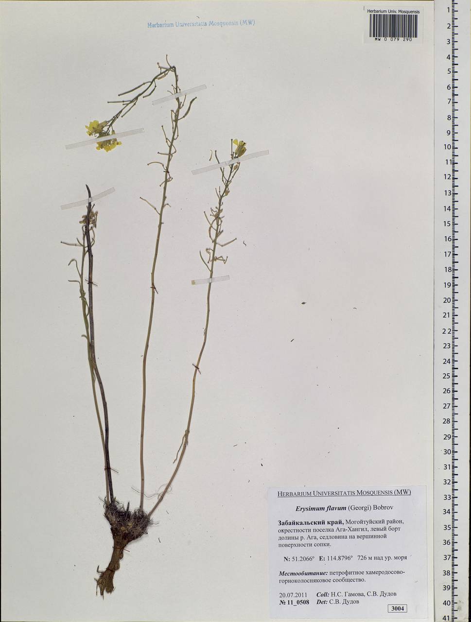 Erysimum altaicum C. A. Mey., Siberia, Baikal & Transbaikal region (S4) (Russia)