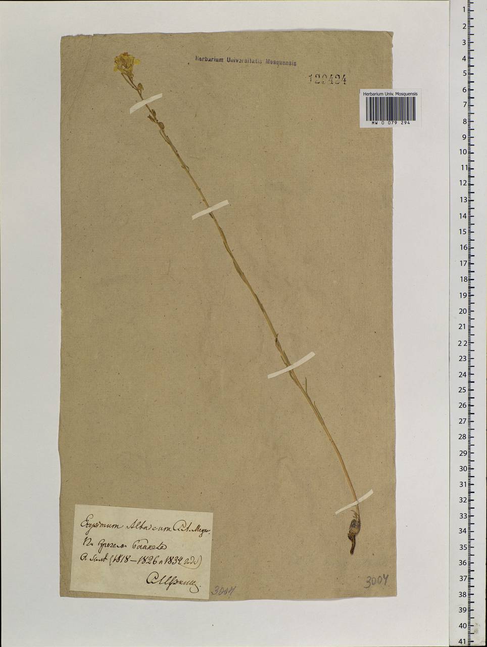 Erysimum altaicum C. A. Mey., Siberia, Baikal & Transbaikal region (S4) (Russia)