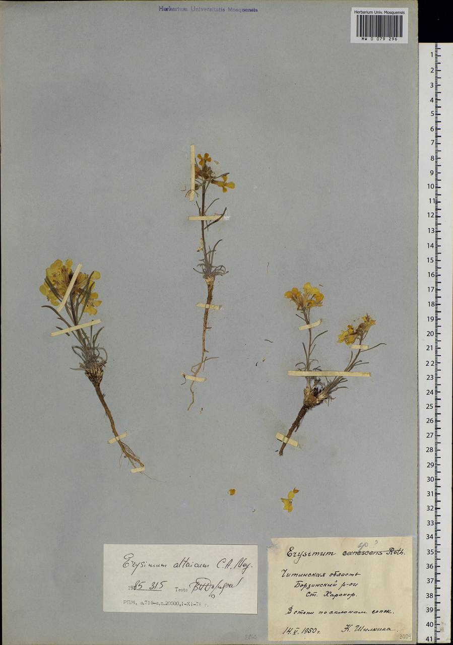 Erysimum altaicum C. A. Mey., Siberia, Baikal & Transbaikal region (S4) (Russia)