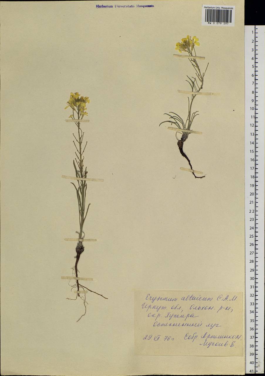 Erysimum altaicum C. A. Mey., Siberia, Baikal & Transbaikal region (S4) (Russia)