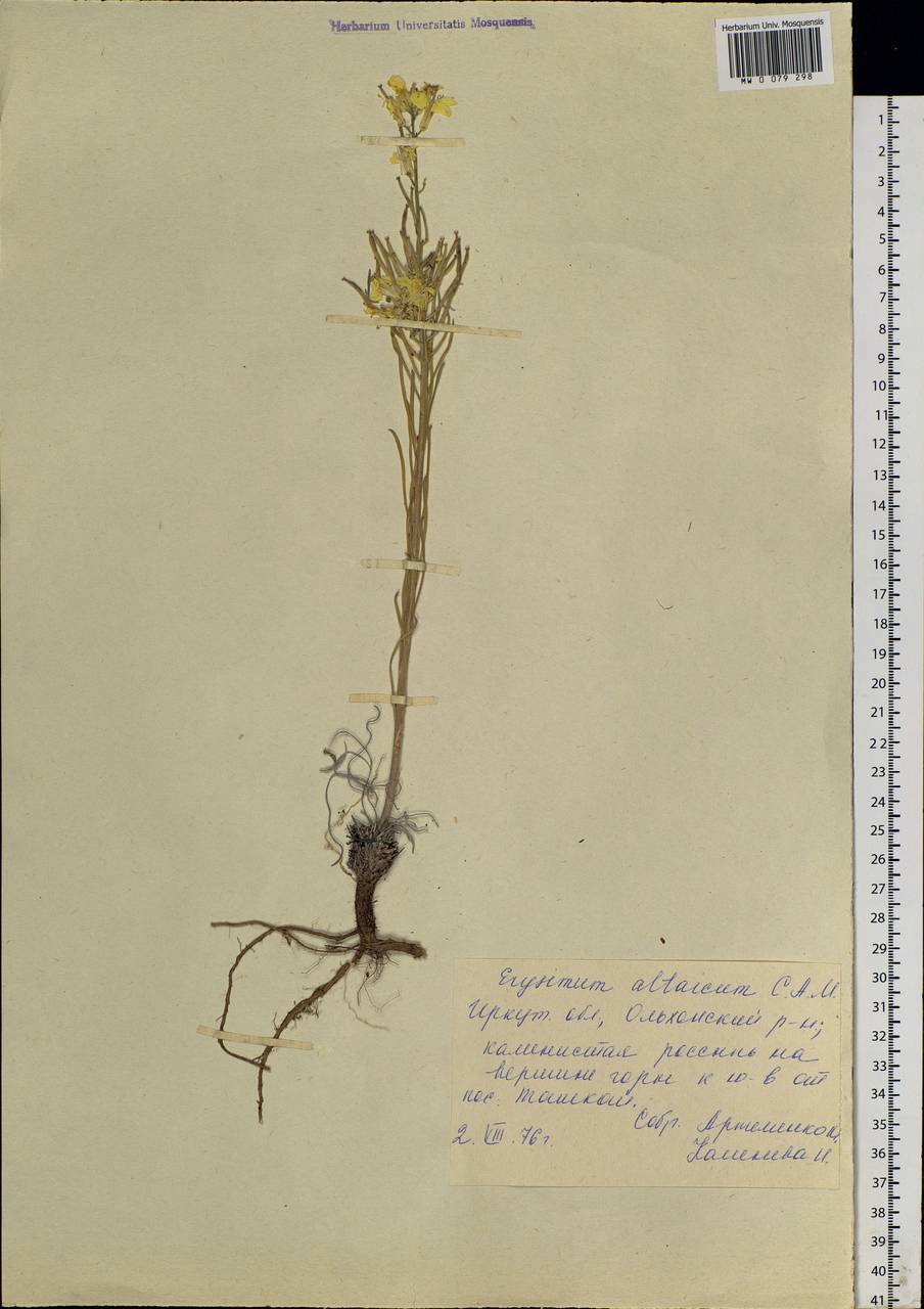 Erysimum altaicum C. A. Mey., Siberia, Baikal & Transbaikal region (S4) (Russia)