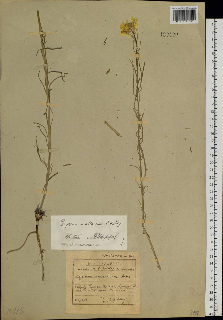 Erysimum altaicum C. A. Mey., Siberia, Baikal & Transbaikal region (S4) (Russia)