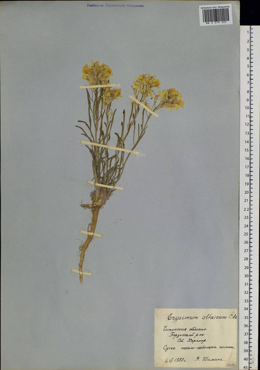 Erysimum altaicum C. A. Mey., Siberia, Baikal & Transbaikal region (S4) (Russia)