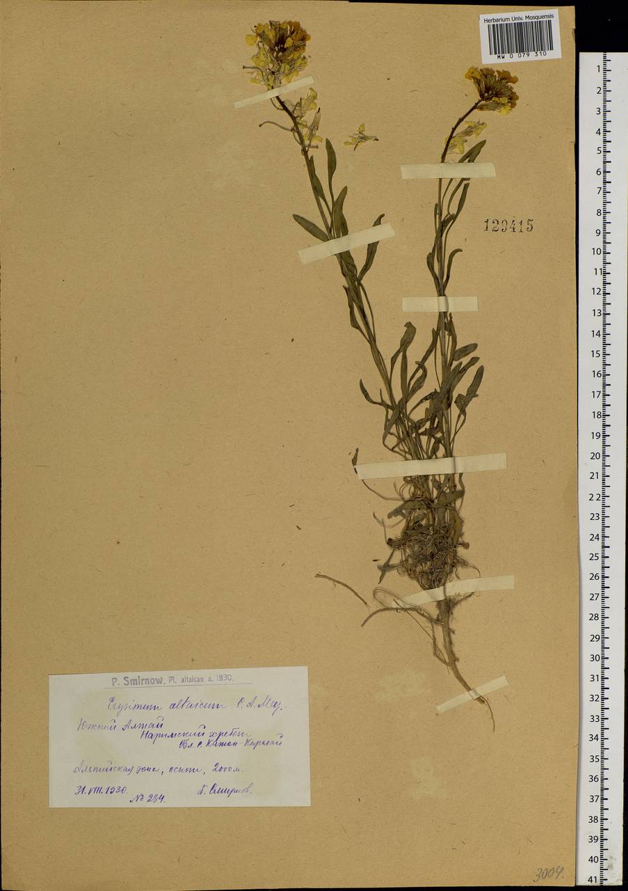 Erysimum altaicum C.A.Mey., Siberia, Western (Kazakhstan) Altai Mountains (S2a) (Kazakhstan)