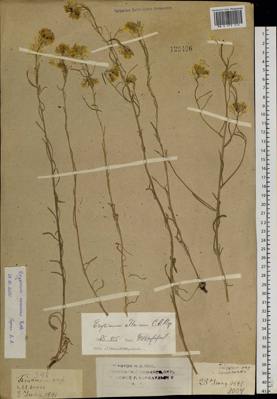 Erysimum altaicum C. A. Mey., Siberia, Altai & Sayany Mountains (S2) (Russia)